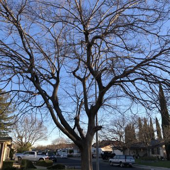 Marchands Tree Service - big ass hackberry - Tree Services Near Me - Vacaville, California