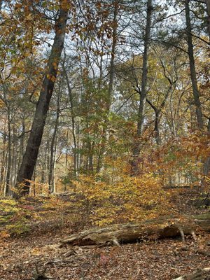 Bowman's Hill Wildflower Preserve by null