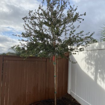 Moon Valley Nurseries - Bottle brush tree - Nurseries & Gardening Near Me - Murrieta, California