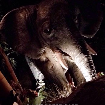 Rainforest Cafe - Baby elephant! - American Near Me - Ontario, California Rainforest Cafe - Baby elephant! - American Near Me - Ontario, California
