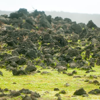 Mauna Kea Summit Adventures - Local NeNe (Hawaiian wild ducks) on the way to the trip mid point - Local Services Near Me