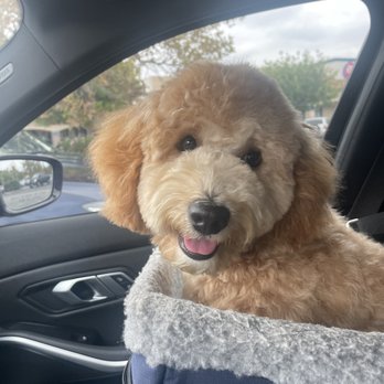 Bark Bath - fluffy!! - Pet Groomers Near Me - Walnut, California