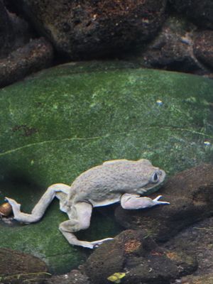 Haus des Meeres (House of the Sea) by null