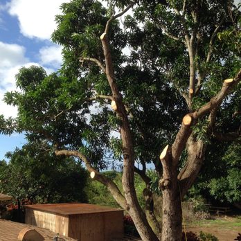 Hawaii Tree Co - Tree Services Near Me Hawaii Tree Co - Tree Services Near Me