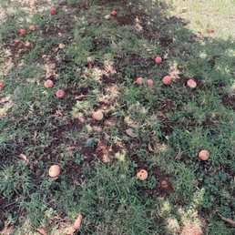 Apples in the picnic area. Apples in the picnic area.