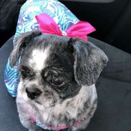 Desi looking beautiful after the ladies at Animal Junction pampered her with a spa day! Desi looking beautiful after the ladies at Animal Junction pampered her with a spa day!