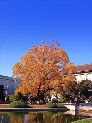 Tokyo National Museum by null