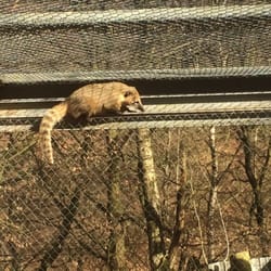 Wildgehege Mesekendahl - Nasenbär