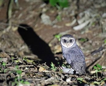 Lake Eacham Tourist Park by null