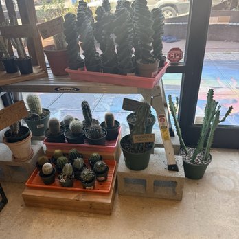 Copperline Plant Company - Part of the Cacti collection - Nurseries & Gardening Near Me - Raleigh, North Carolina Copperline Plant Company - Part of the Cacti collection - Nurseries & Gardening Near Me - Raleigh, North Carolina