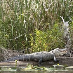 Cajun Encounters Tour Company - Cool Gator
