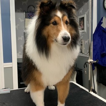 Wet Paws Dog Spa - Here's Duncan on the table after his wash and trim, taken by groomer Tricia at Wet Paws - Pet Groomers Near Me - Alliance, Ohio Wet Paws Dog Spa - Here's Duncan on the table after his wash and trim, taken by groomer Tricia at Wet Paws - Pet Groomers Near Me - Alliance, Ohio