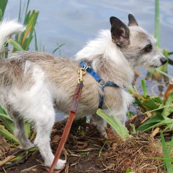Decadent Dog Care - Frank in the Wild - Dog Walkers Near Me Decadent Dog Care - Frank in the Wild - Dog Walkers Near Me