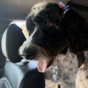 Just Fur Paws - Pet Groomers Near Me - Mission Viejo, California Just Fur Paws - Pet Groomers Near Me - Mission Viejo, California