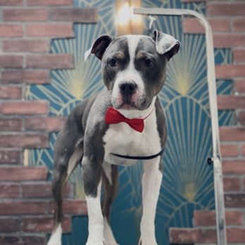 Wicked Wagz Grooming Studio - Pet Groomers Near Me - Los Angeles, California