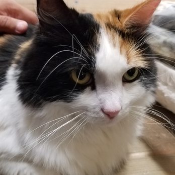 The Cat Cafe - Coffee & Tea Near Me - San Diego, California The Cat Cafe - Coffee & Tea Near Me - San Diego, California