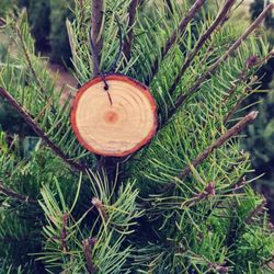 Old Man Granicy's Christmas Tree Lot