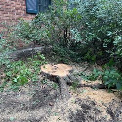 Duck's Tree & Stump Service - Tree gone!! Yay!