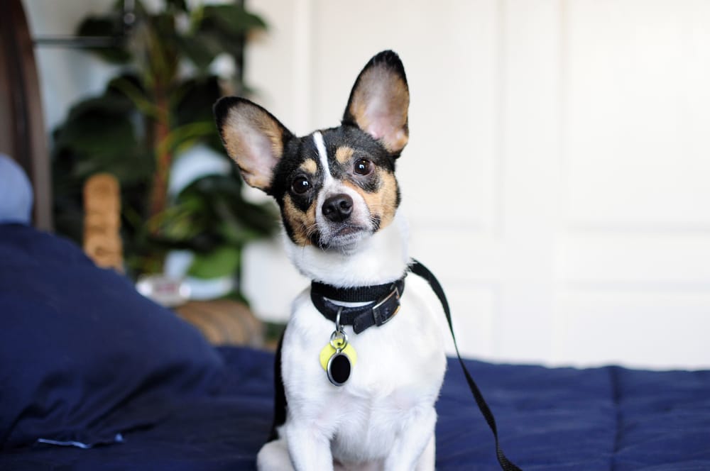 GOOD DOG BED BUG DETECTION Updated June 2024 Request a Quote