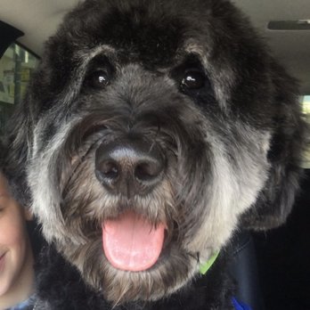SF Dog Parlour - Pushkin the Goldendoodle - Pet Groomers Near Me - San Francisco, California SF Dog Parlour - Pushkin the Goldendoodle - Pet Groomers Near Me - San Francisco, California