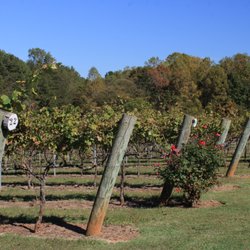 Hidden Vineyard - Out among the rows of grape vines. Peaceful.