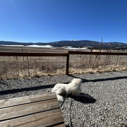 Comanche Creek Brewery - Views and a dog