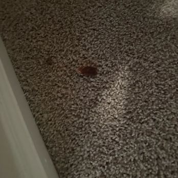 Nolina Flats - Dead roach with overspray from paint. Pest service supposedly came in and left the dead critters inside. - Apartments Near Me - Austin, Texas