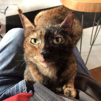 NEKO: A Cat Cafe - Themed Cafes Near Me - Seattle, Washington NEKO: A Cat Cafe - Themed Cafes Near Me - Seattle, Washington