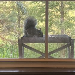 Wells Endodontics - A squirrel taking advantage of the bird feeder outside the window.