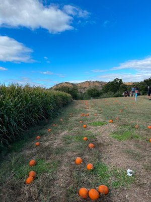 Dr Davies Farm by null