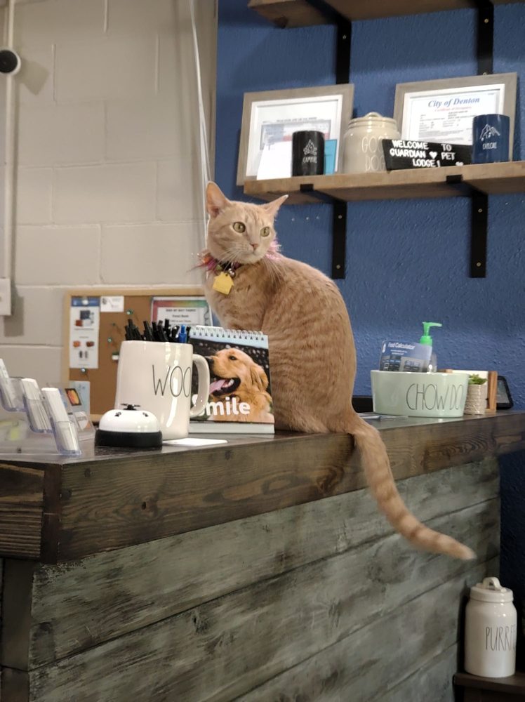 GUARDIAN PET HOSPITAL Updated September 2024 39 Reviews 1607 E