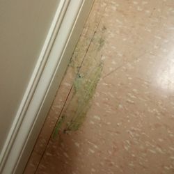 Mount Saint Vincent University - More clean floor, not. Soap?