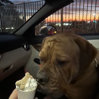 Better Buzz Coffee San Clemente - Milk bone pup cup - Coffee & Tea Near Me - San Clemente, California
