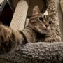 Photo of Lexington Hospital For Cats