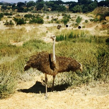 Ostrichland USA - Attraction Farms Near Me - Solvang, California Ostrichland USA - Attraction Farms Near Me - Solvang, California