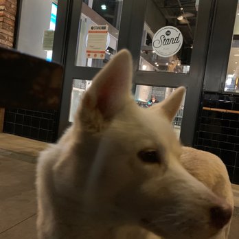 The Stand - American Classics Redefined - Night out with the pup! - New American Near Me - Pasadena, California