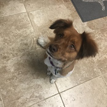 Dog Holliday Grooming - Pet Groomers Near Me - Englewood, Colorado Dog Holliday Grooming - Pet Groomers Near Me - Englewood, Colorado