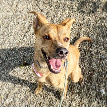 K911! - Pet Training Near Me K911! - Pet Training Near Me