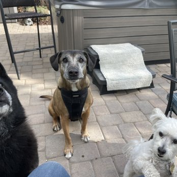 B & B Pet Sitting - Pet Sitting Near Me