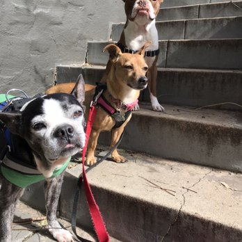 A BiG Dog House - Francis, Lola (Bostonterriers) and Bambi (Chiweenie) on top of the world walking in the Hollywood Hills. - Pet Sitting Near Me A BiG Dog House - Francis, Lola (Bostonterriers) and Bambi (Chiweenie) on top of the world walking in the Hollywood Hills. - Pet Sitting Near Me