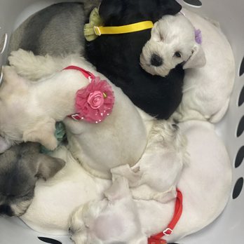 Pet Salon - 6 miniature schnauzer puppies freshly groomed - Pet Groomers Near Me - Mentone, California