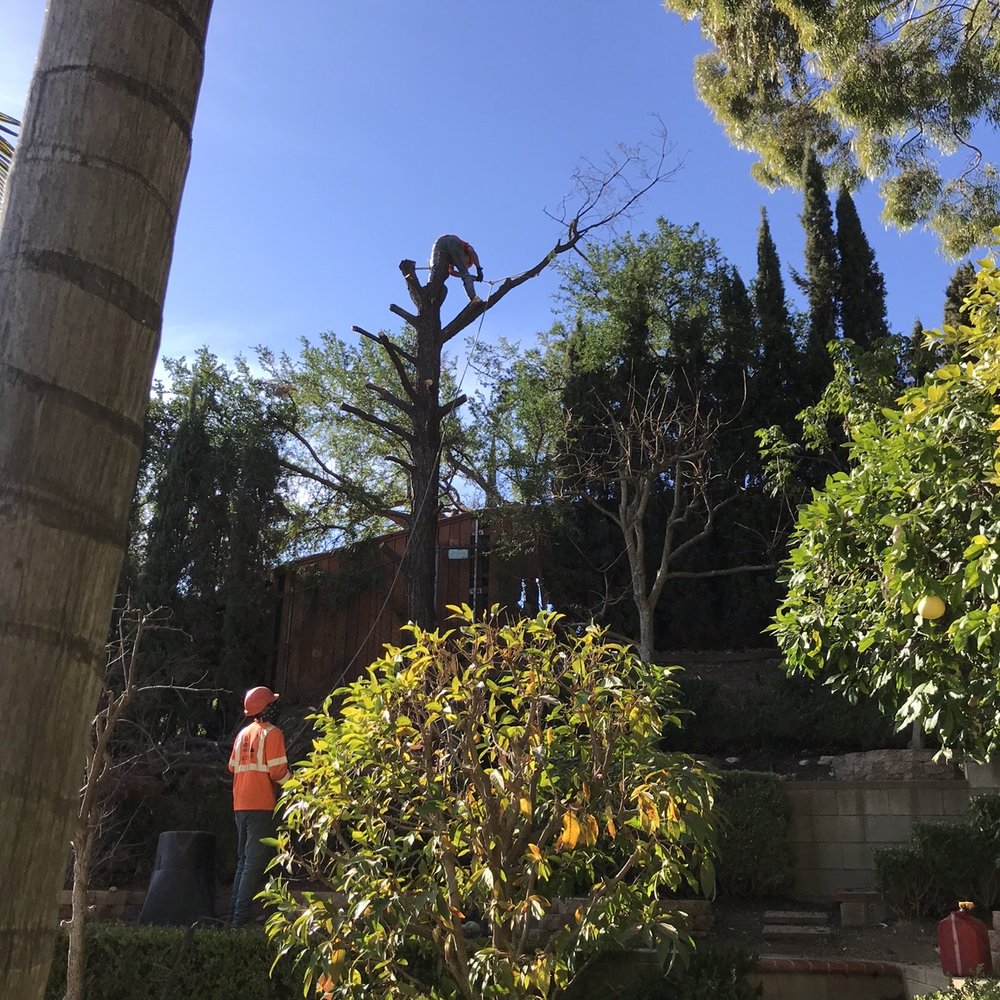 Tiger Tree Services - Tree Services Near Me Tiger Tree Services - Tree Services Near Me