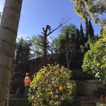 Tiger Tree Services - Tree Services Near Me