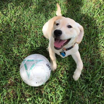 Paws Miami - Marty - Dog Walkers Near Me - Miami, Florida Paws Miami - Marty - Dog Walkers Near Me - Miami, Florida