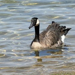 Zephyr Cove - North Beach - Cute goose