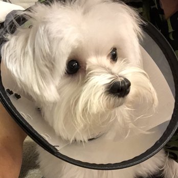 Pet Haven Salon - Pet Groomers Near Me - Kapolei, Hawaii Pet Haven Salon - Pet Groomers Near Me - Kapolei, Hawaii