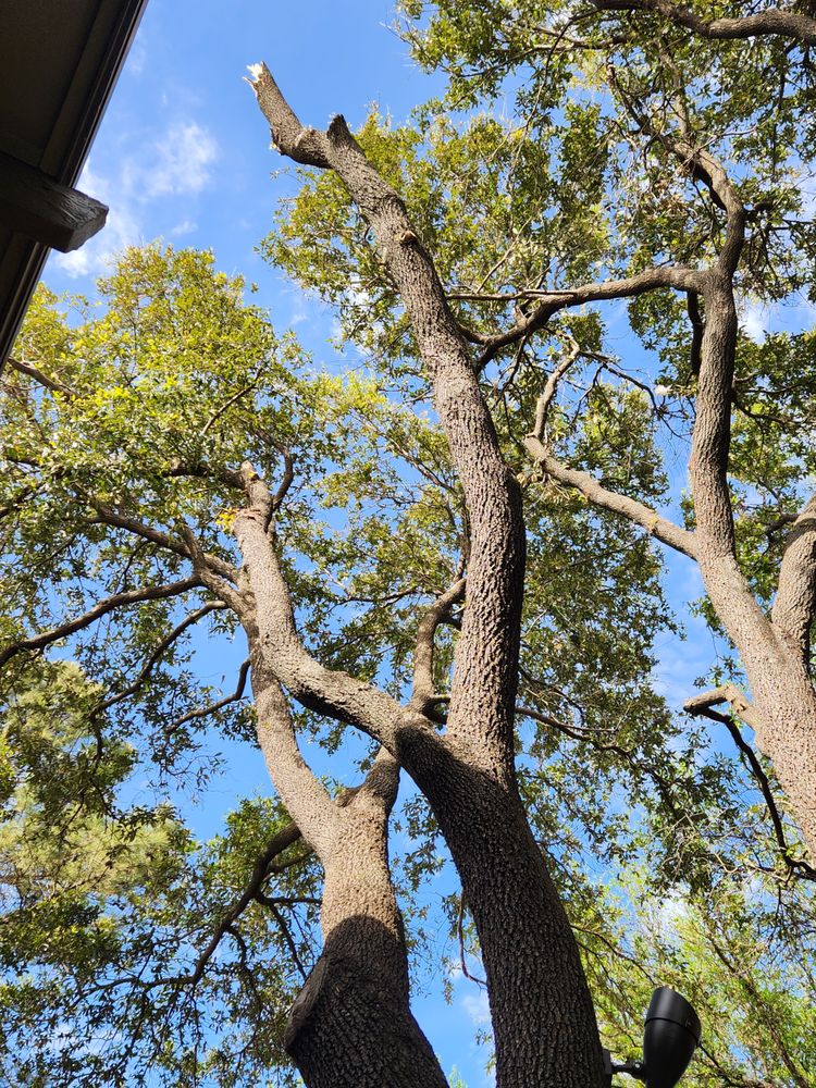 Lorenzo’s Tree Services - tree service in Dallas, TX
