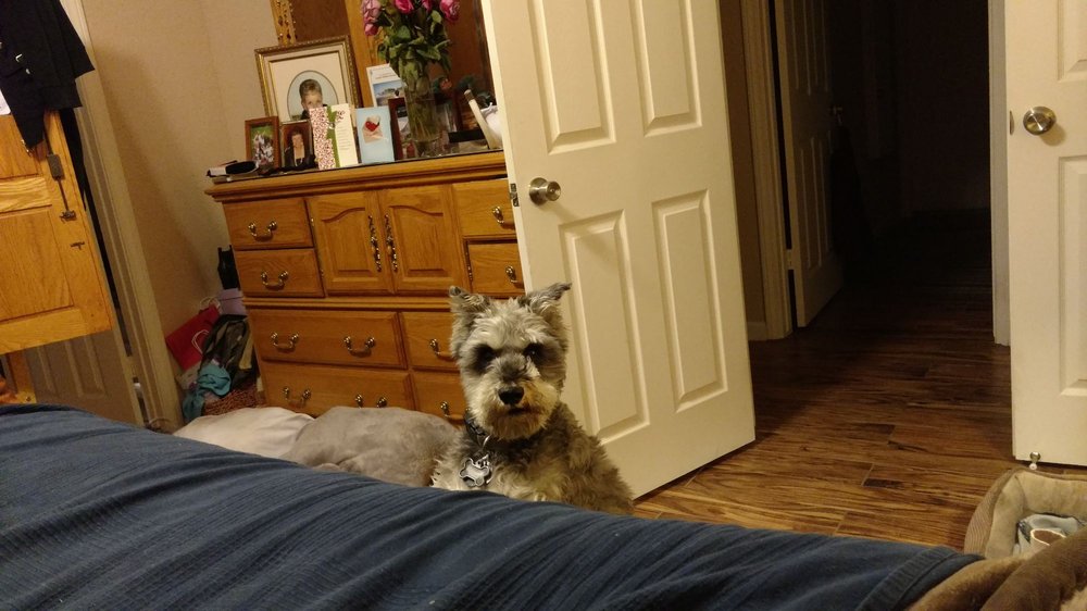 LORI’S PET SITTING 41 Photos Palm Desert, California Pet Sitting