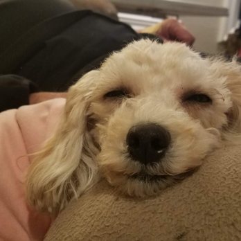 Bichon FurKids Rescue - So Happy to Be Loved! - Animal Shelters Near Me - Carlsbad, California Bichon FurKids Rescue - So Happy to Be Loved! - Animal Shelters Near Me - Carlsbad, California