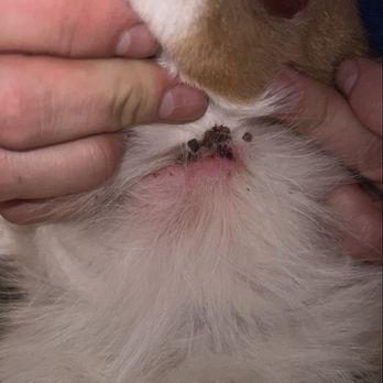 Cali K9 - Scab and fresh cut on my dogs neck from excessive use of slip collar - Pet Training Near Me - San Jose, California